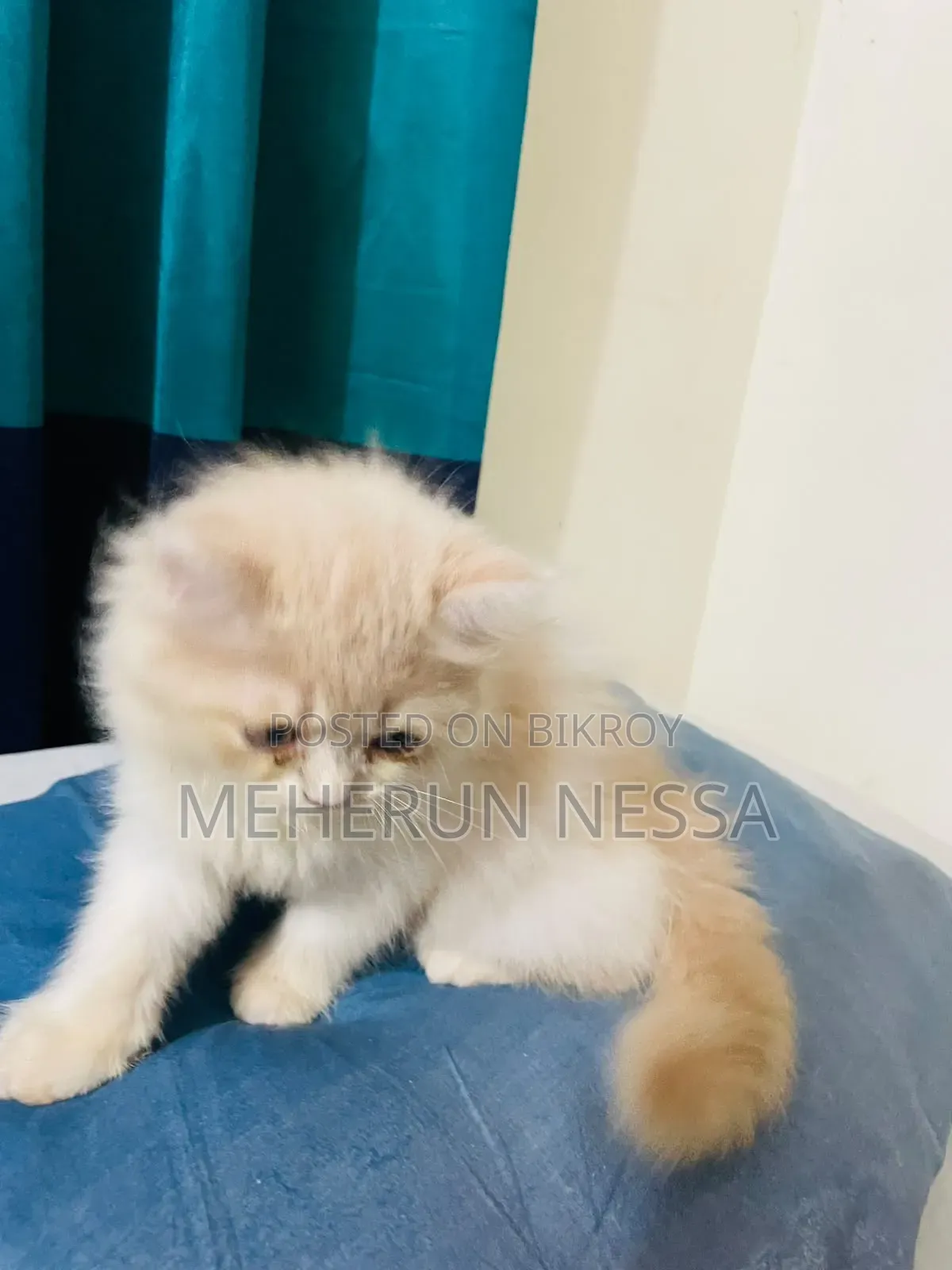 1-3 Months Female Purebred Persian