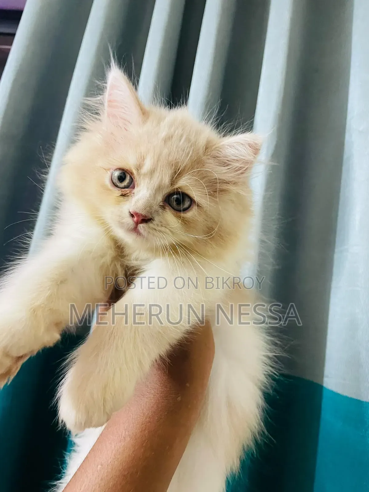 1-3 Months Female Purebred Persian