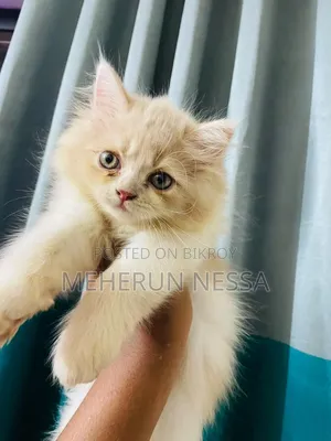 1-3 Months Female Purebred Persian