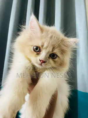 1-3 Months Female Purebred Persian