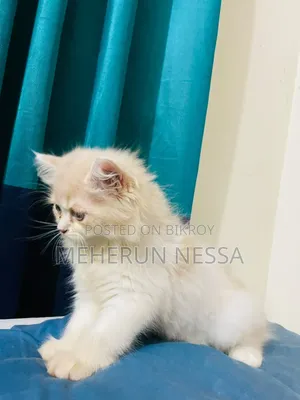 1-3 Months Female Purebred Persian