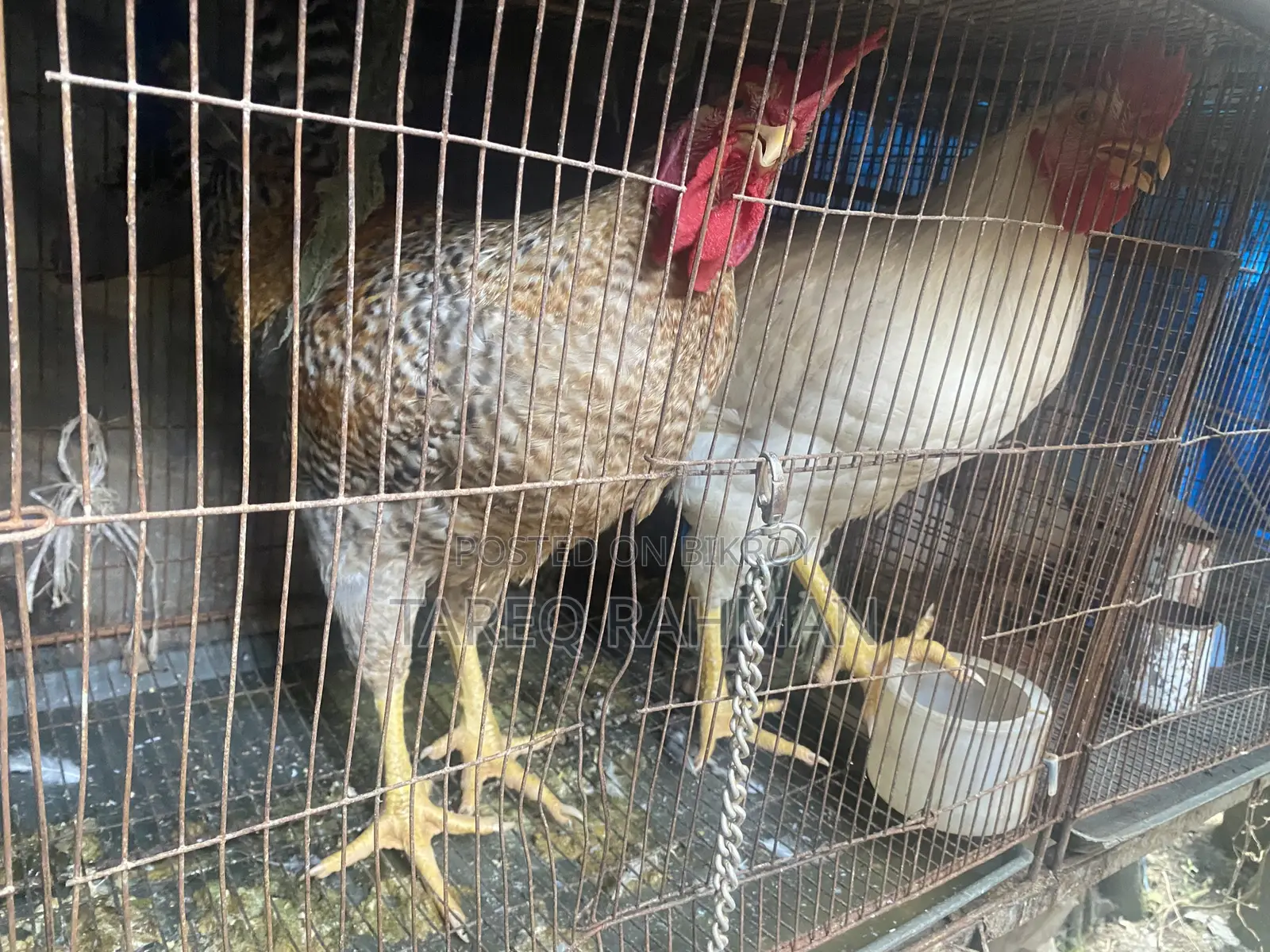 Tiger Chicken