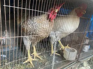 Tiger Chicken