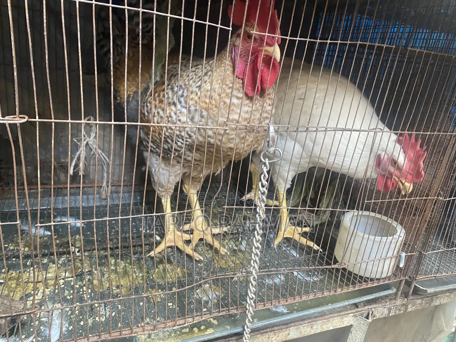 Tiger Chicken