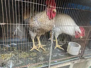 Tiger Chicken