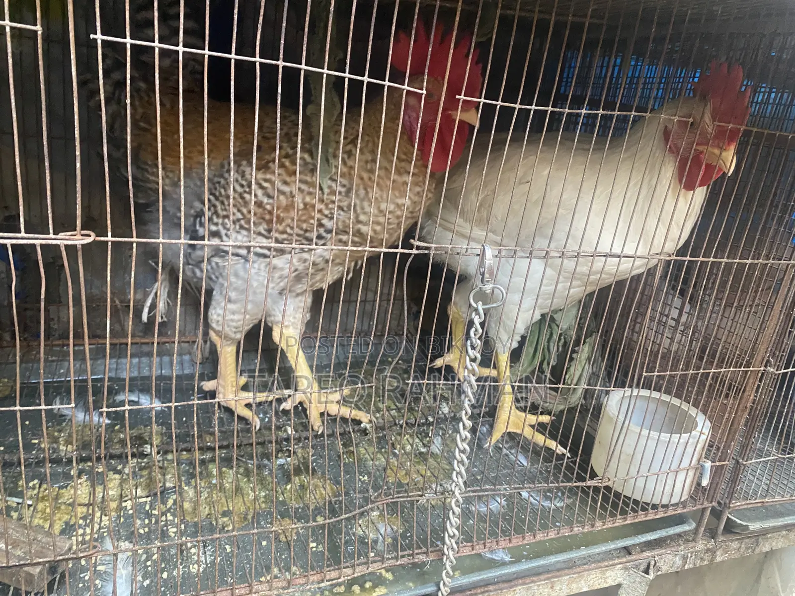 Tiger Chicken
