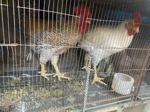 Tiger Chicken