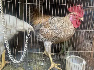 Tiger Chicken