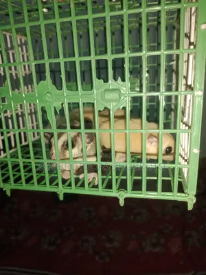 সুগার গ্লাইডার