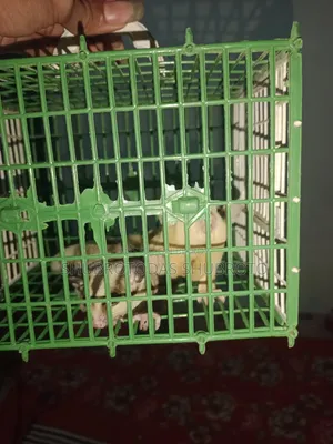 সুগার গ্লাইডার