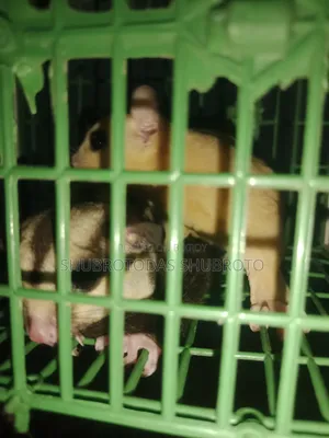 সুগার গ্লাইডার