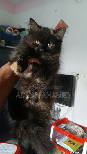 1-3 Months Female Mixed Breed Persian