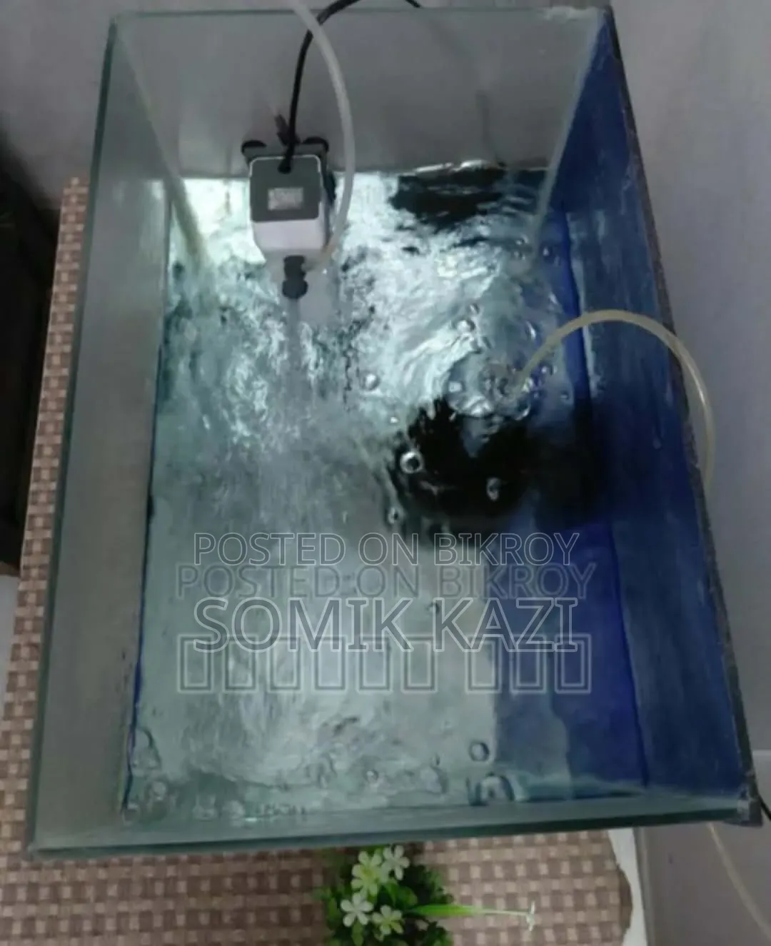 অ্যাকোয়ারিয়াম এবং মাছ