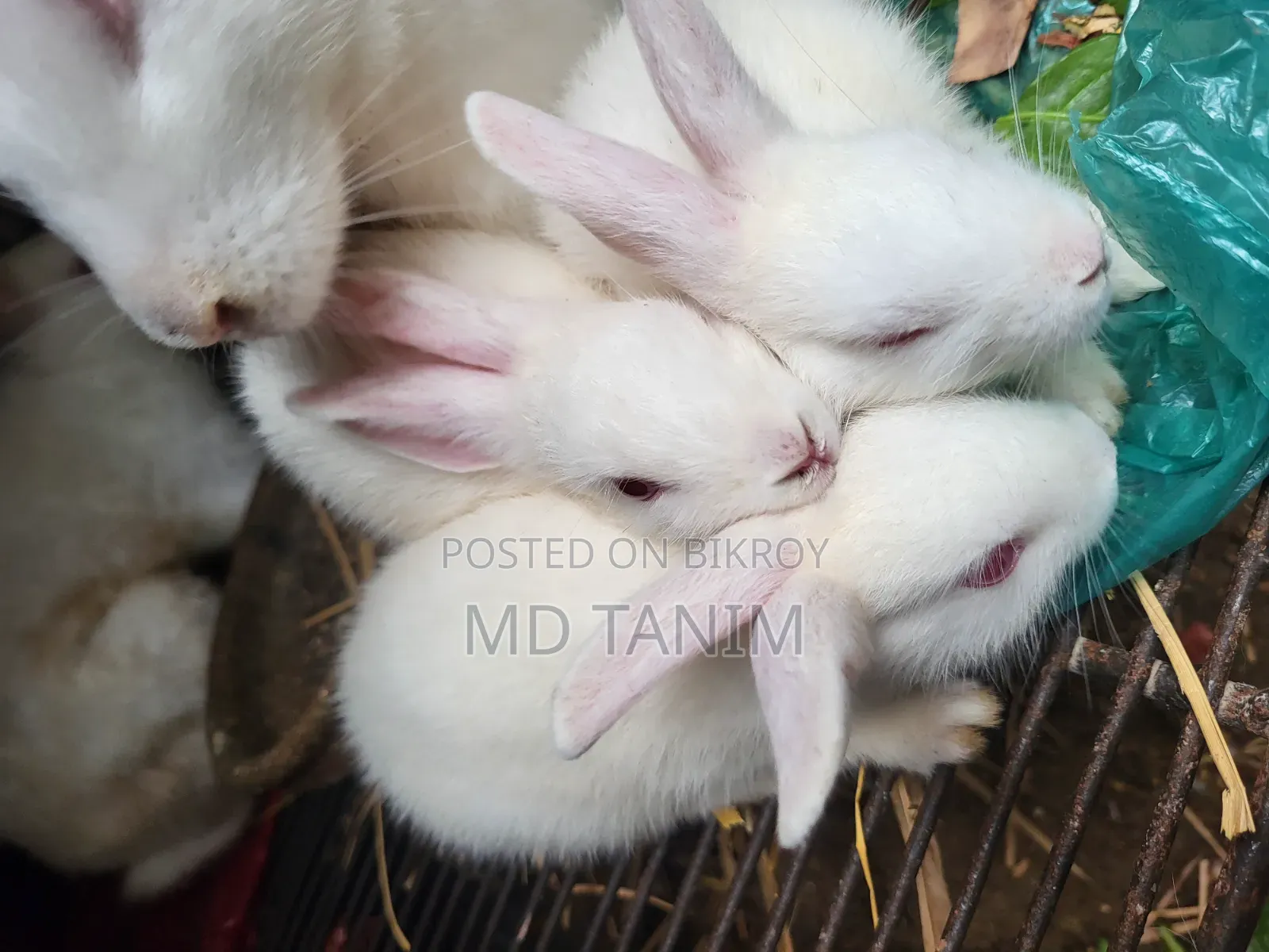Baby Rabbits