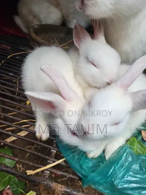 Baby Rabbits