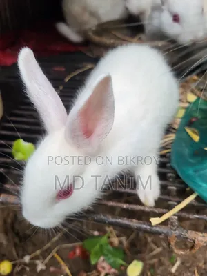 Baby Rabbits