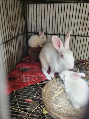 Baby Rabbits