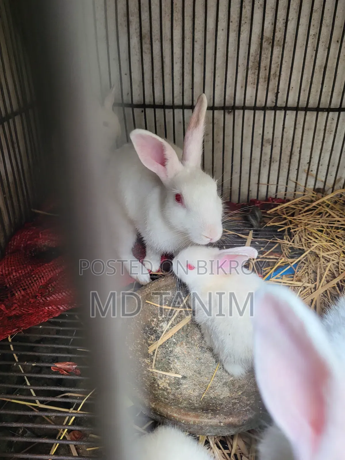 Baby Rabbits