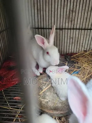 Baby Rabbits