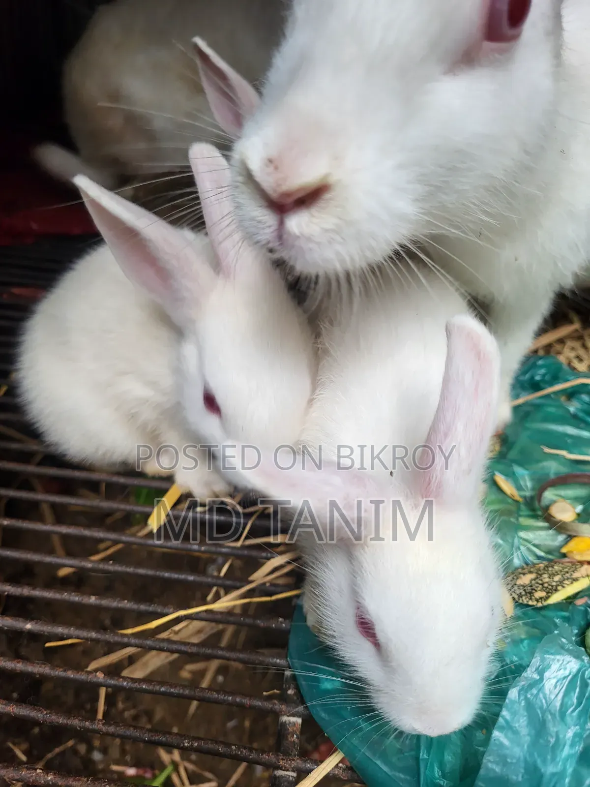 Baby Rabbits