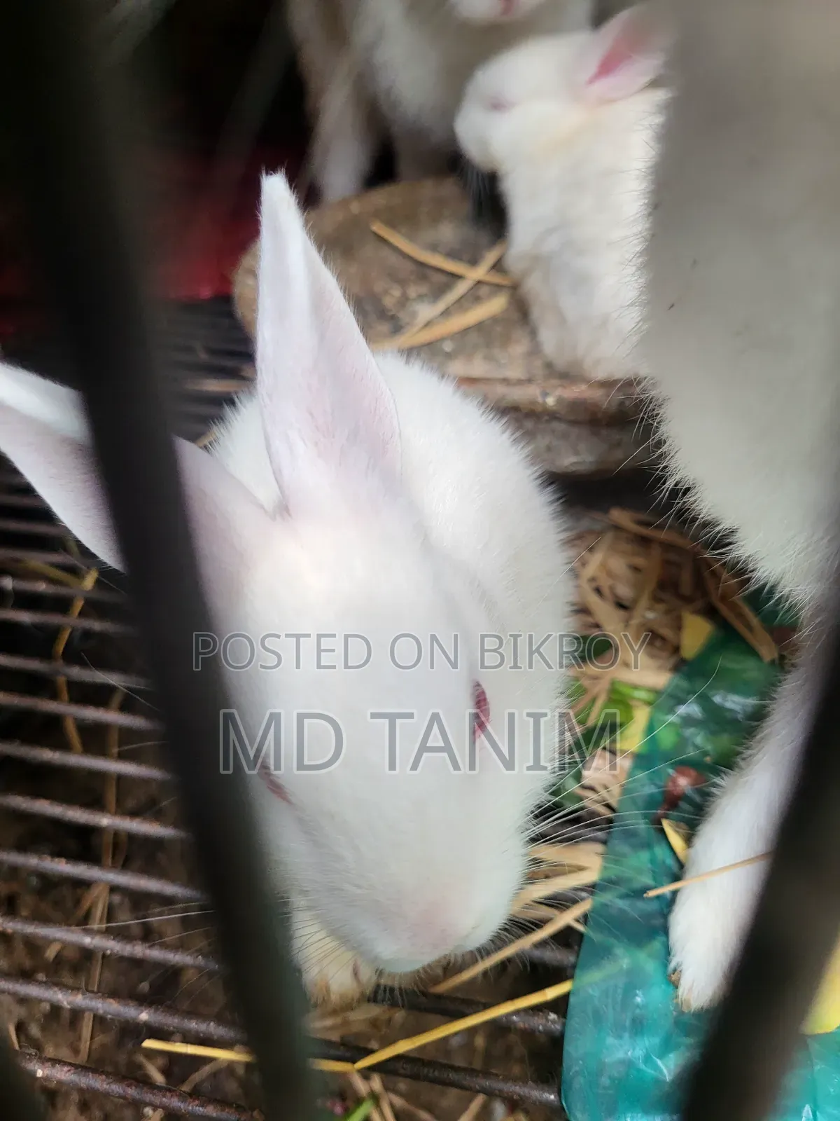 Baby Rabbits