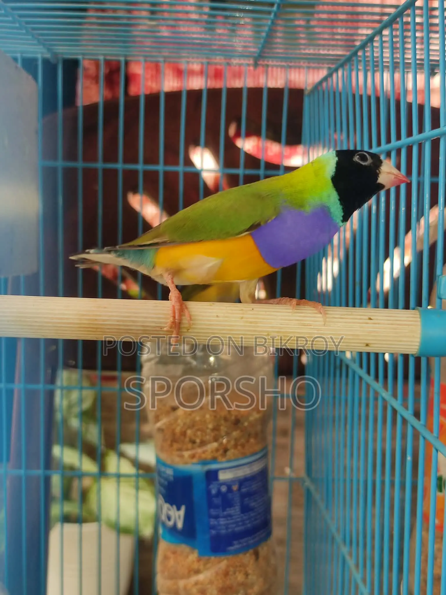 Running Gouldian Finch Available