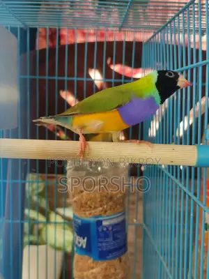 Running Gouldian Finch Available