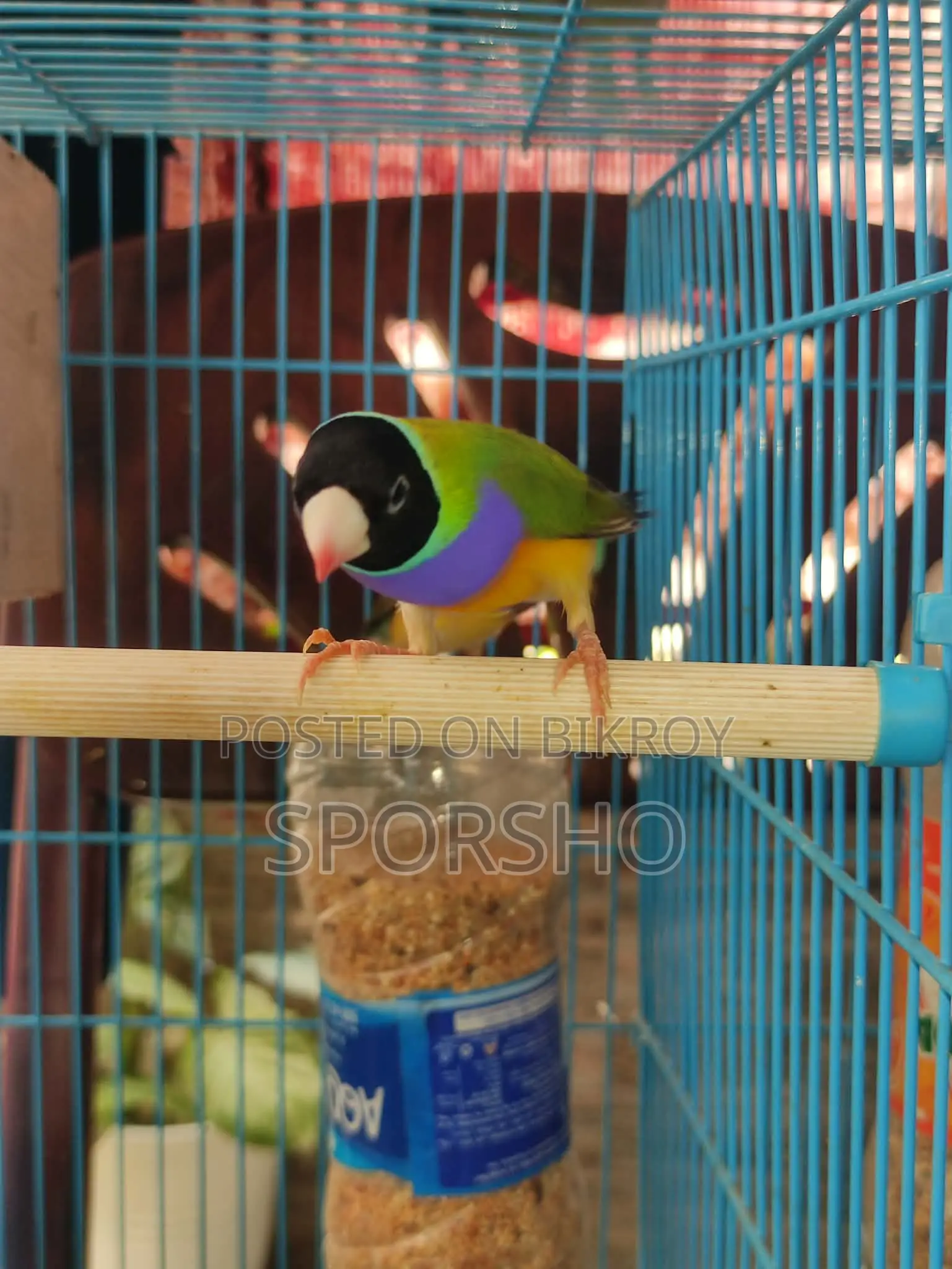 Running Gouldian Finch Available