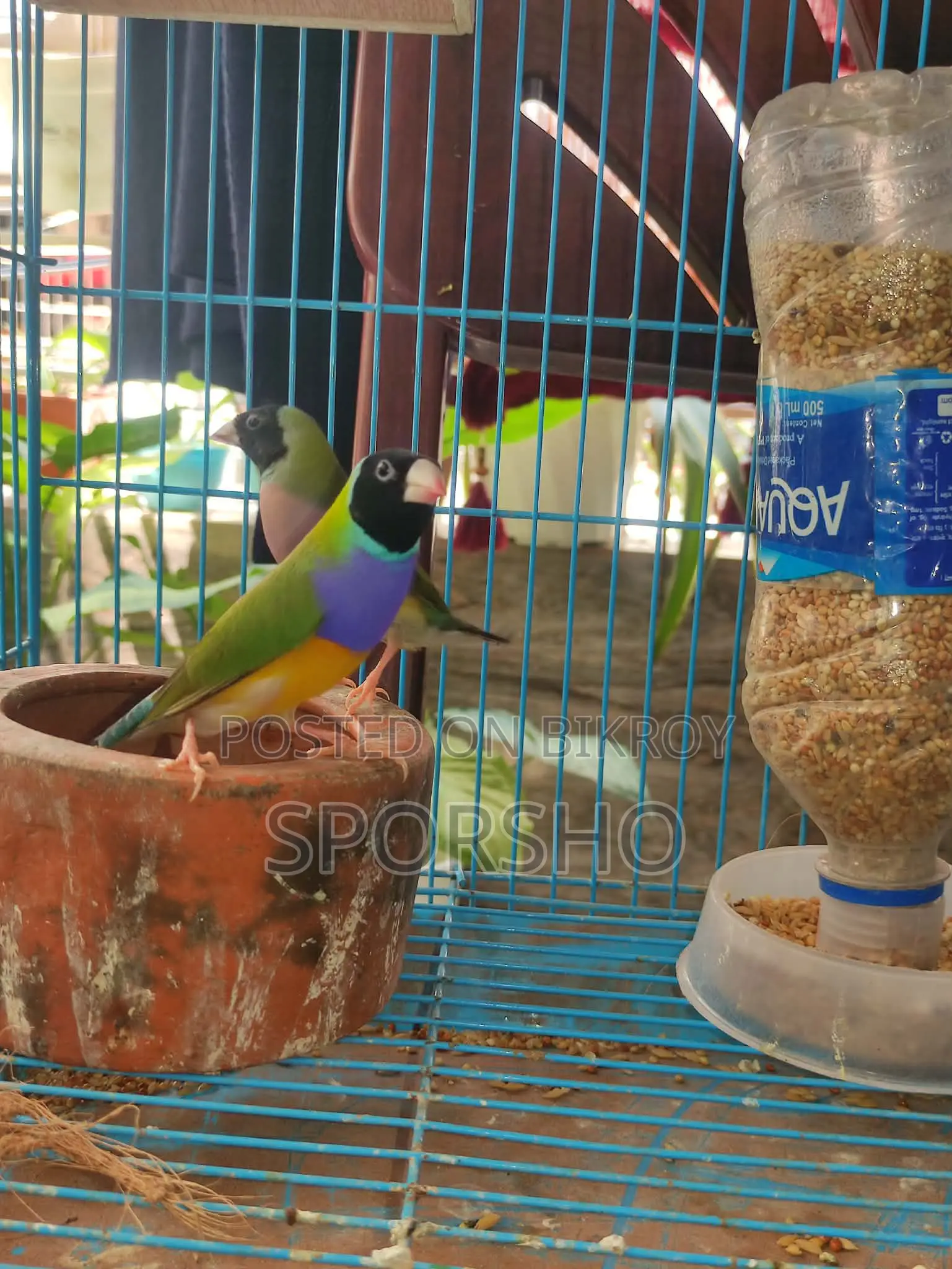 Running Gouldian Finch Available