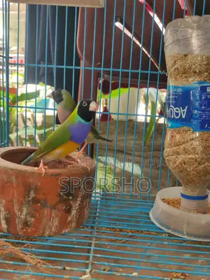 Running Gouldian Finch Available