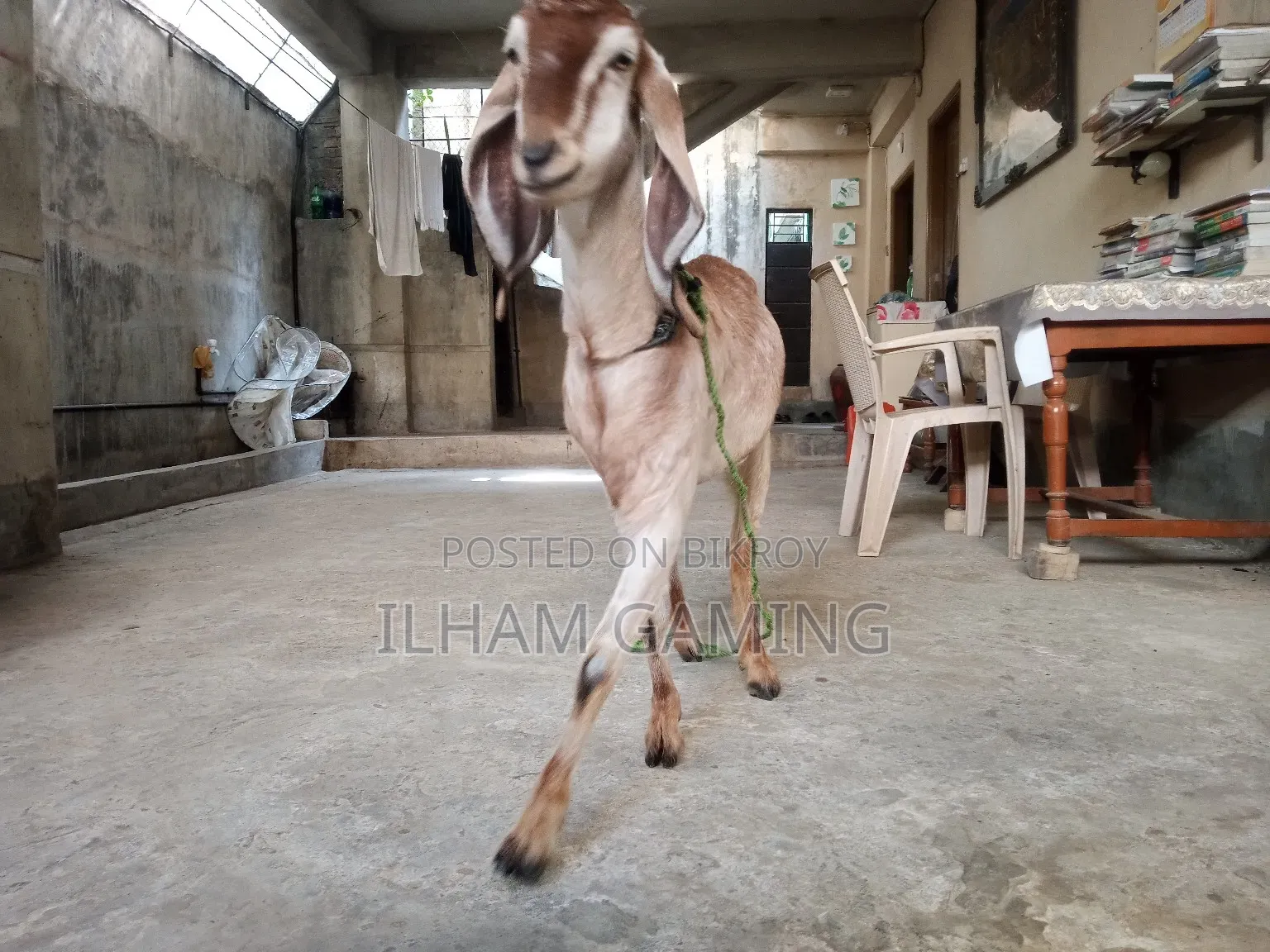 🐐 Patnai Goat for Sale | 2 Years | 31 Inches | 27+ Kg
