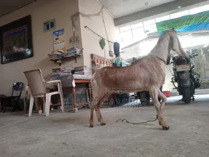 🐐 Patnai Goat for Sale | 2 Years | 31 Inches | 27+ Kg