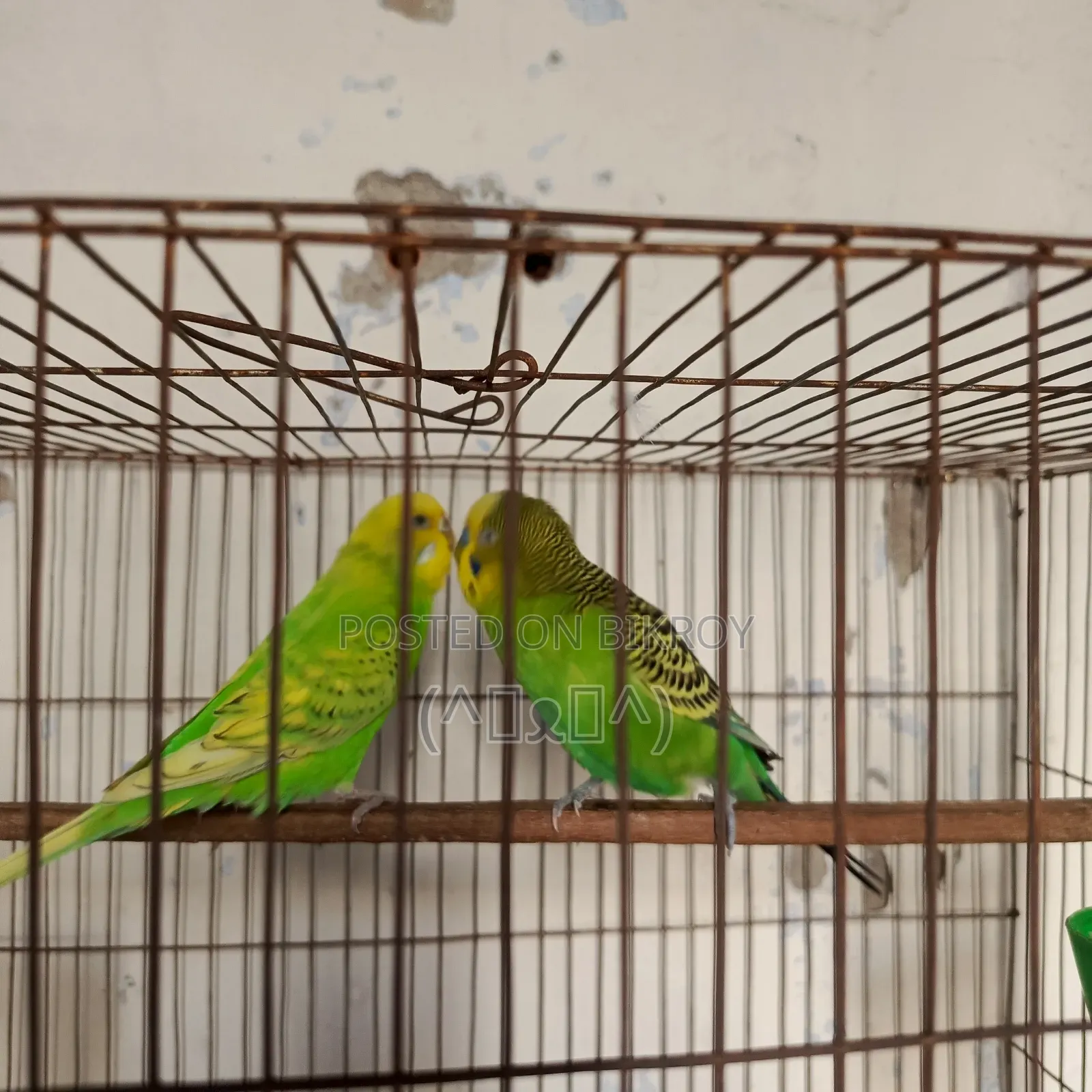 Budgerigar Bird, Budgerigar Bird