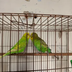 Budgerigar Bird, Budgerigar Bird