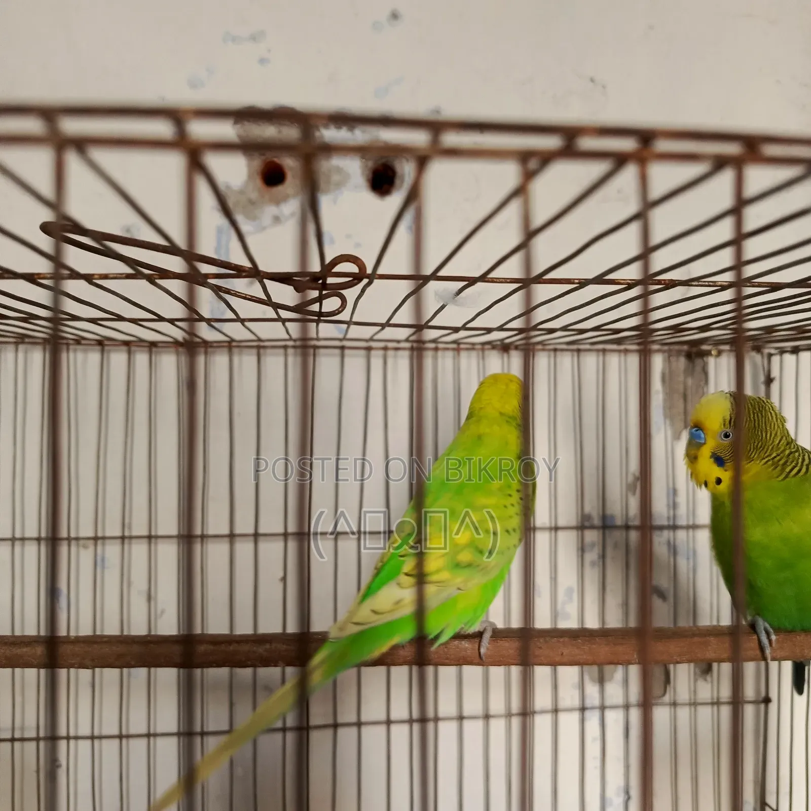 Budgerigar Bird, Budgerigar Bird