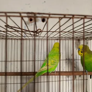 Budgerigar Bird, Budgerigar Bird