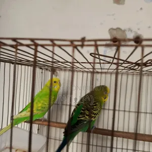 Budgerigar Bird, Budgerigar Bird