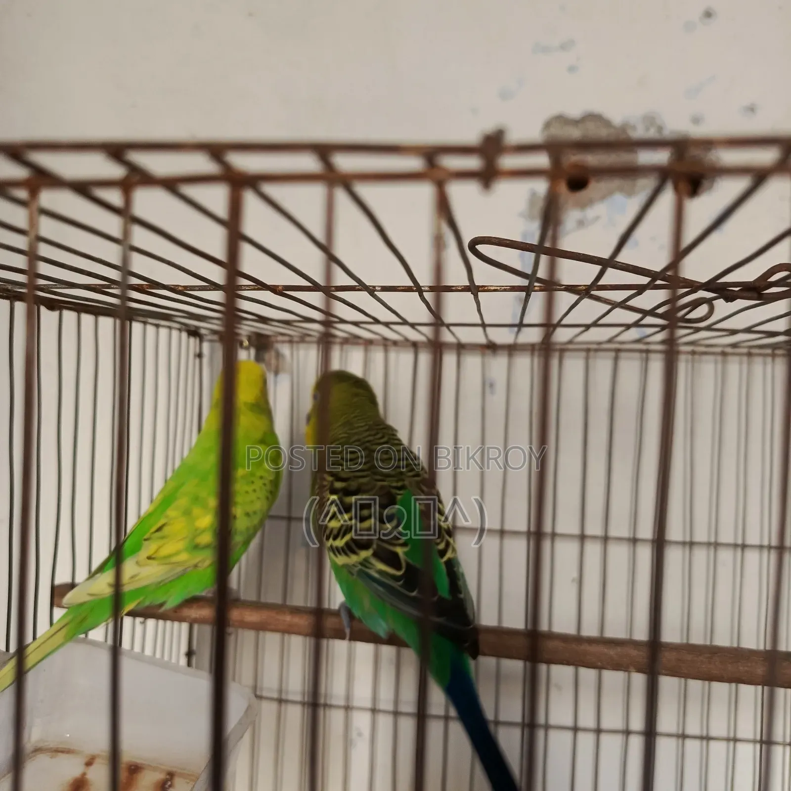 Budgerigar Bird, Budgerigar Bird