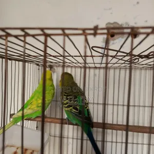 Budgerigar Bird, Budgerigar Bird