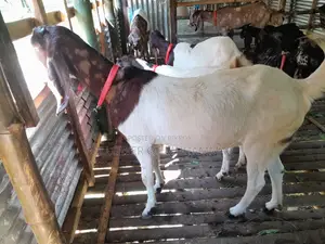 10 Goats for Sale