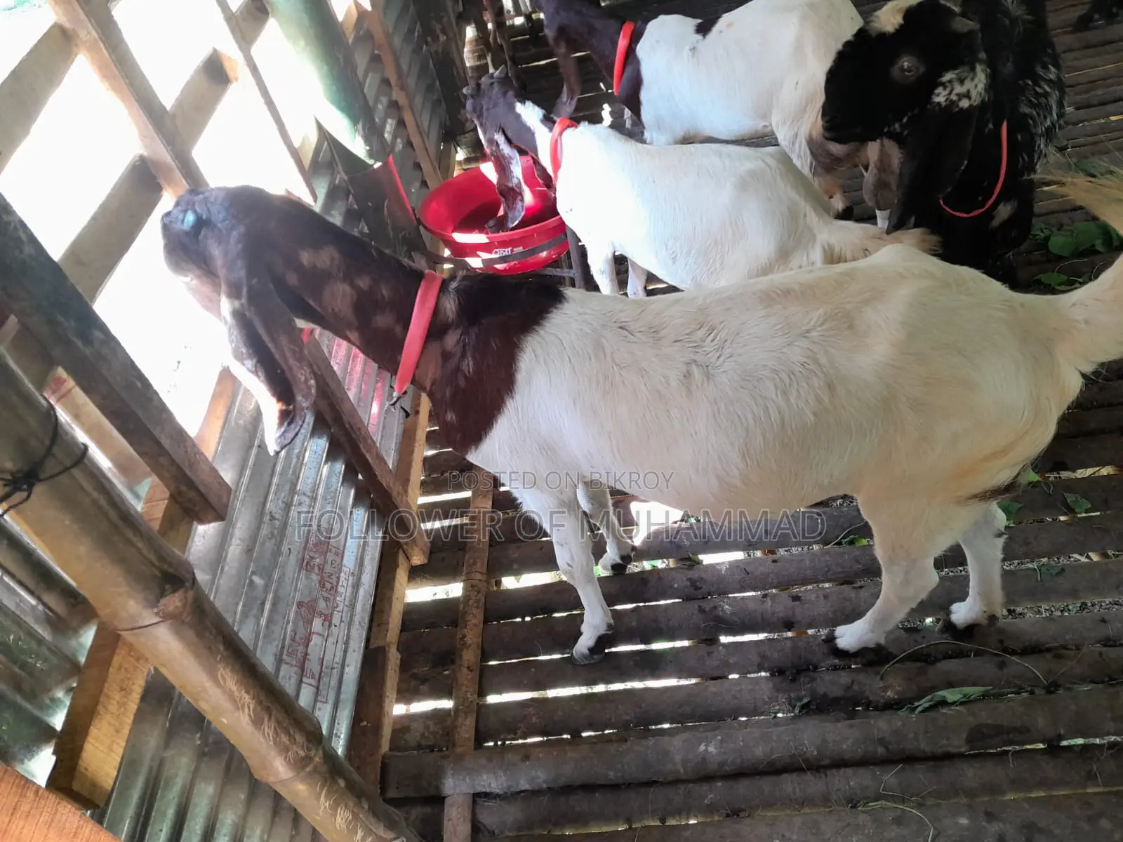 10 Goats for Sale