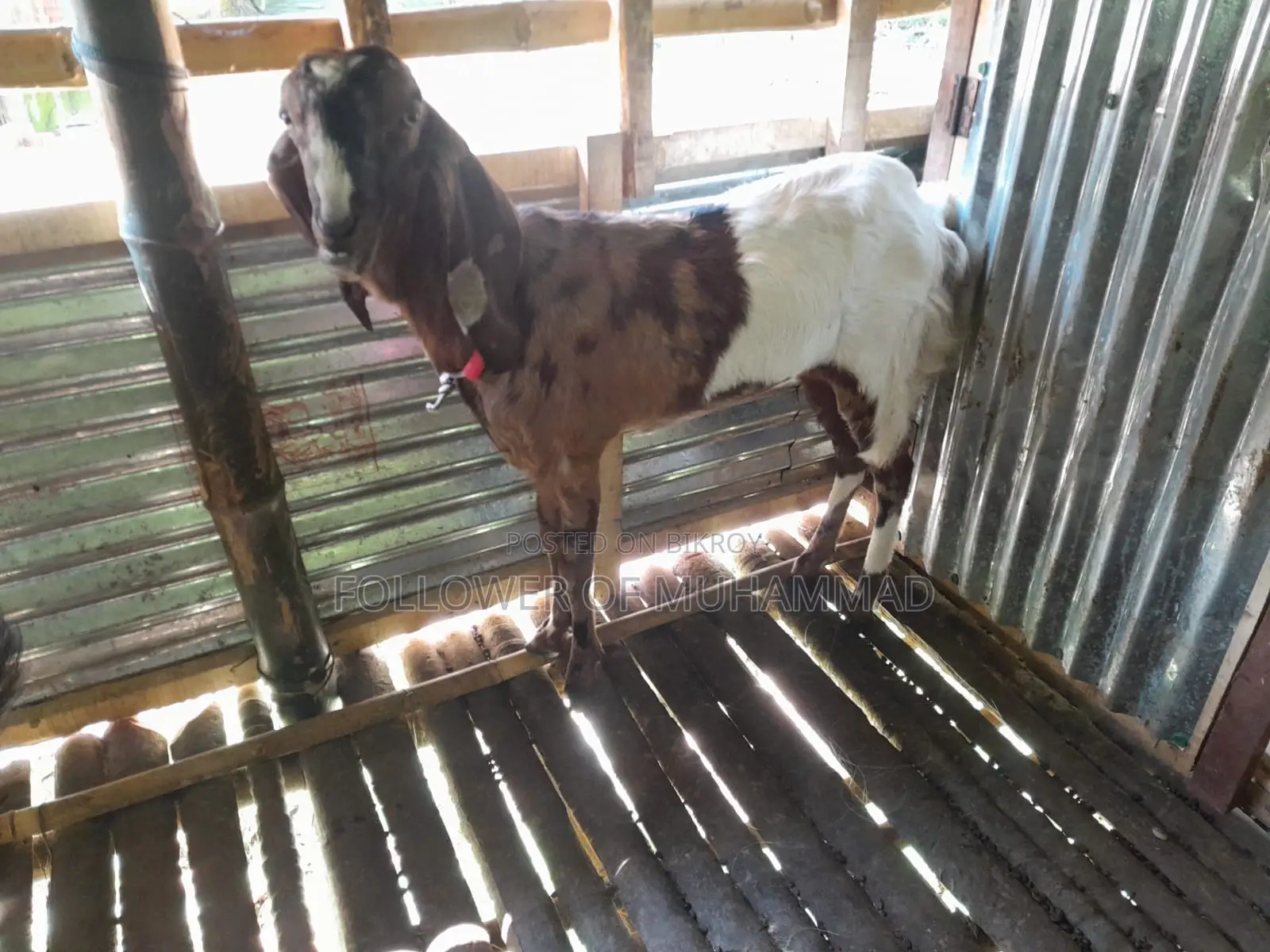 10 Goats for Sale