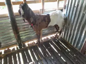 10 Goats for Sale