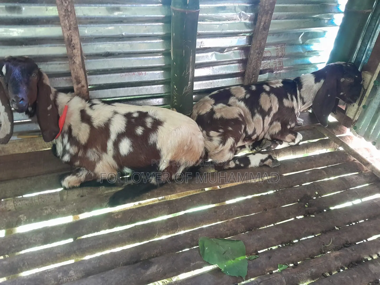 10 Goats for Sale