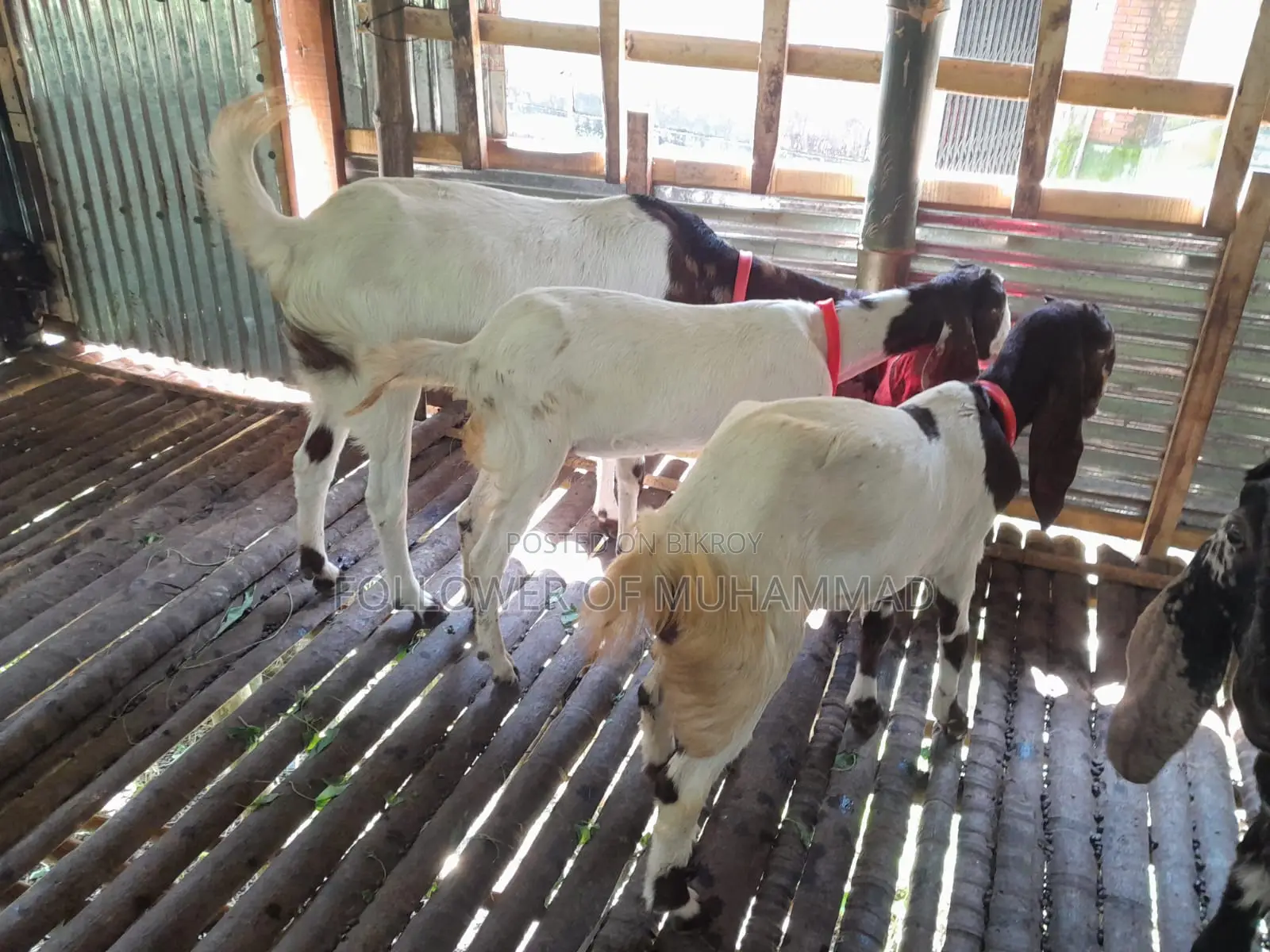 10 Goats for Sale