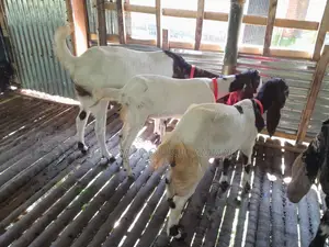 10 Goats for Sale