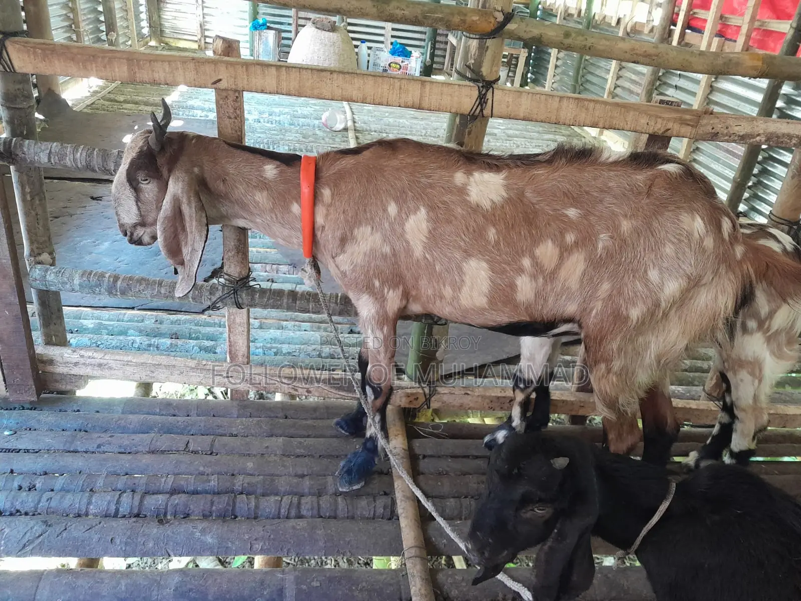 10 Goats for Sale