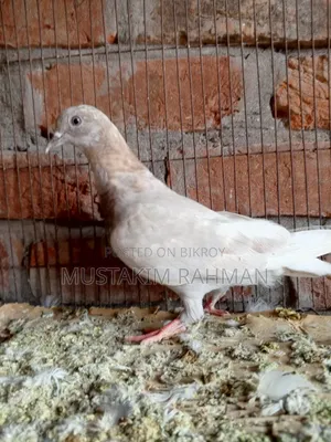 কবুতর বিক্রয়