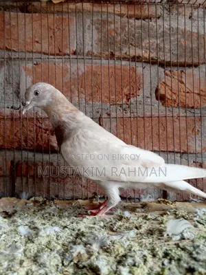 কবুতর বিক্রয়