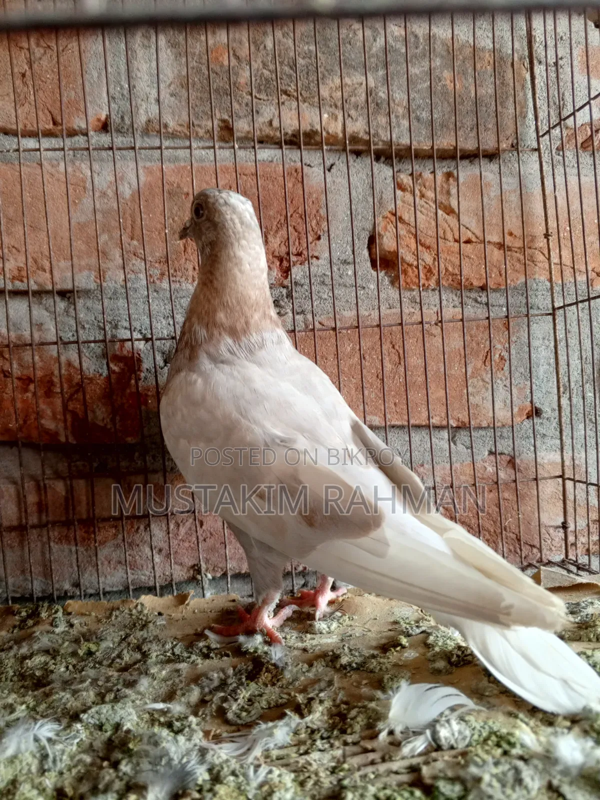 কবুতর বিক্রয়